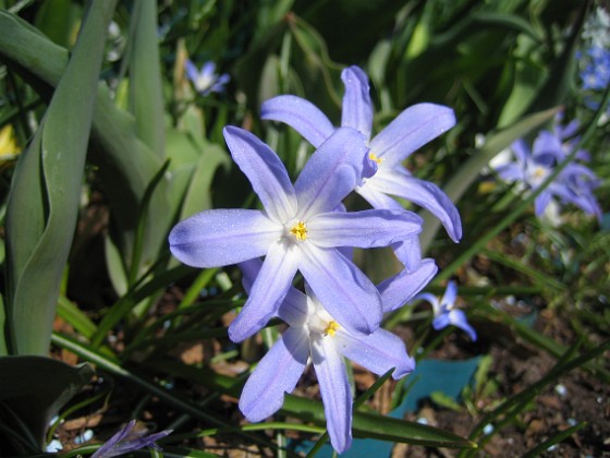 Vårstjärna  
  
2011-04-17 035  
Granudden  
Färjestaden  
Öland