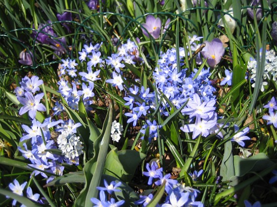 Vårstjärna  
  
2011-04-17 037  
Granudden  
Färjestaden  
Öland