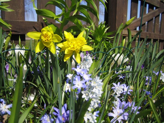 Påsklilja, Vårstjärna, Porslinshyacint  
  
2011-04-17 039  
Granudden  
Färjestaden  
Öland