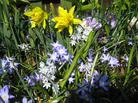 Vårstjärna, Porslinshyacint, Påsklilja  
  
2011-04-17 045  
Granudden  
Färjestaden  
Öland