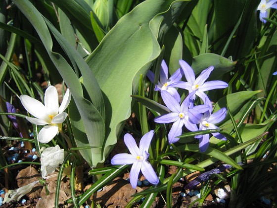 Vårstjärna, Krokus 
