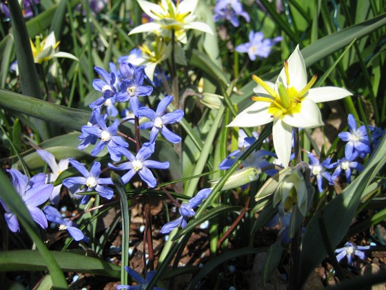 Vildtulpan, Vårstjärna  
  
2011-04-17 059  
Granudden  
Färjestaden  
Öland