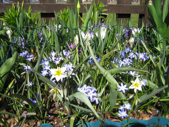 Vildtulpan, Vårstjärna  
  
2011-04-17 065  
Granudden  
Färjestaden  
Öland