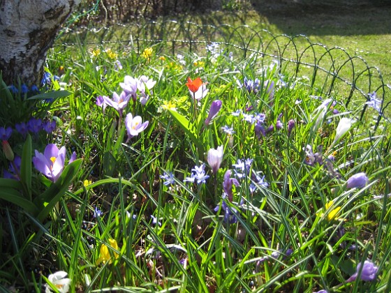 Krokus  
  
2011-04-17 132  
Granudden  
Färjestaden  
Öland