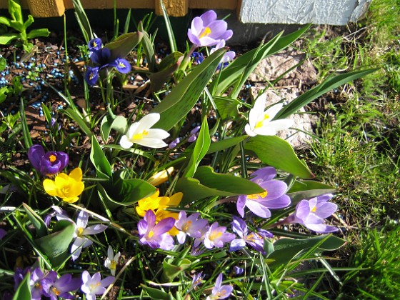 Krokus  
  
2011-04-17 IMG_0137  
Granudden  
Färjestaden  
Öland