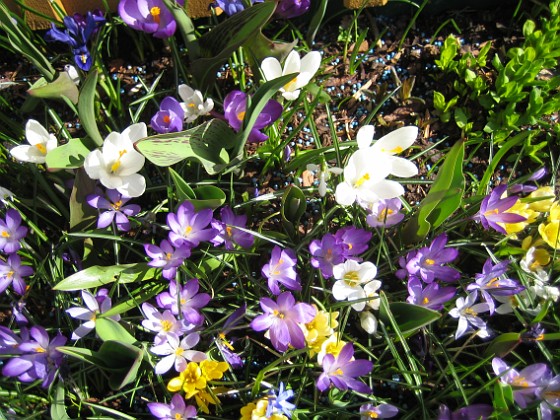 Krokus  
  
2011-04-17 IMG_0138  
Granudden  
Färjestaden  
Öland