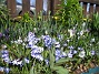 Vårstjärna  
  
2011-04-17 024