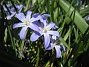 Vårstjärna  
  
2011-04-17 071