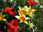 Tulpaner  
  
2011-04-17 102