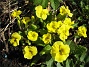 Primula  
  
2011-04-17 113