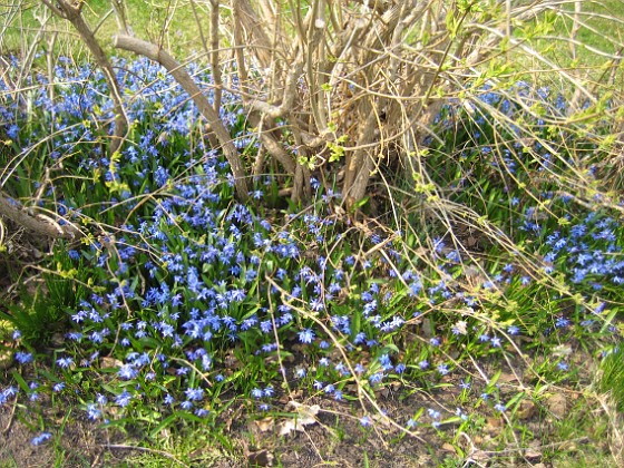 Scilla  
  
2011-04-21 014  
Granudden  
Färjestaden  
Öland