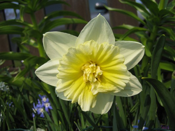 Narcisser  
  
2011-04-21 026  
Granudden  
Färjestaden  
Öland