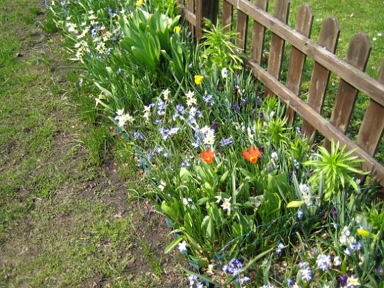 Vildtulpan, Vårstjärna  
  
2011-04-21 034  
Granudden  
Färjestaden  
Öland