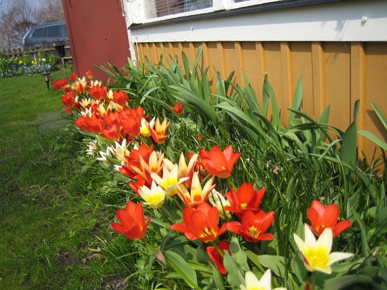 Tulpaner  
  
2011-04-21 040  
Granudden  
Färjestaden  
Öland