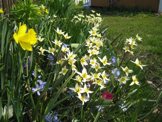 Vildtulpaner, Vårstjärna, Påsklilja  
  
2011-04-21 055  
Granudden  
Färjestaden  
Öland