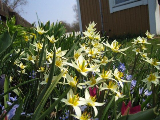Vildtulpaner, Vårstjärna  
  
2011-04-21 056  
Granudden  
Färjestaden  
Öland