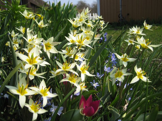 Vildtulpaner, Vårstjärna  
  
2011-04-21 057  
Granudden  
Färjestaden  
Öland