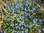 Scilla  
  
2011-04-21 015