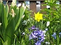 Hyacint och Narcisser  
  
2011-04-21 027