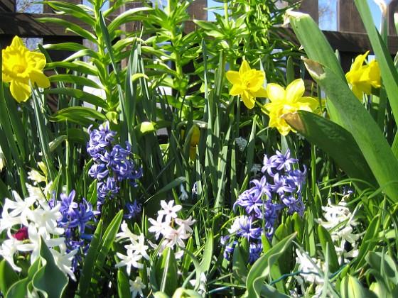Påskliljor och Hyacinter