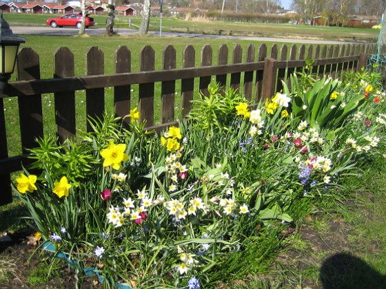 Påskliljor, Vildtulpan  
  
2011-04-24 020  
Granudden  
Färjestaden  
Öland