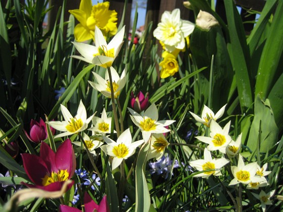 Vildtulpaner  
  
2011-04-24 033  
Granudden  
Färjestaden  
Öland