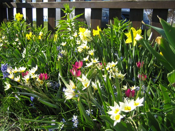 Vildtulpaner, Narcisser  
  
2011-04-24 036  
Granudden  
Färjestaden  
Öland