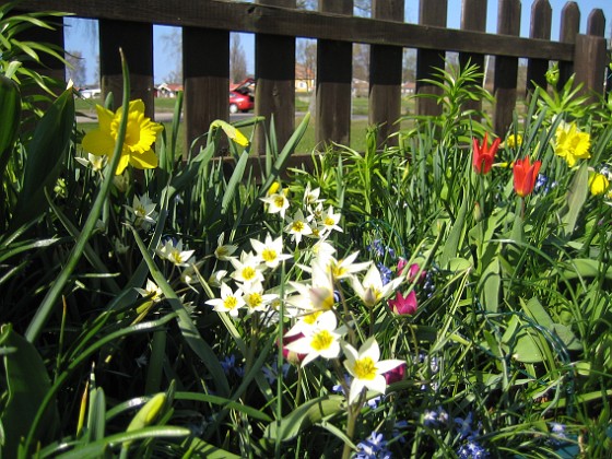 Vildtulpaner, Narcisser  
  
2011-04-24 037  
Granudden  
Färjestaden  
Öland