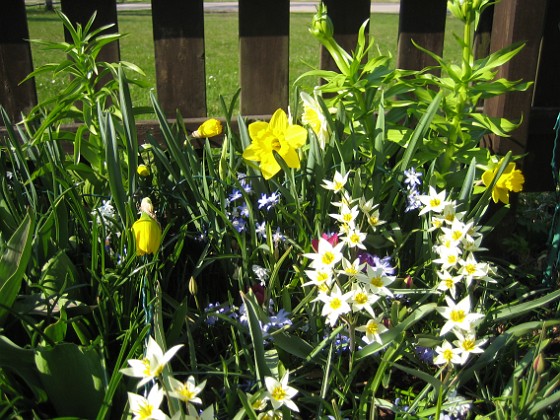 Påskliljor, Vildtulpaner  
  
2011-04-24 041  
Granudden  
Färjestaden  
Öland