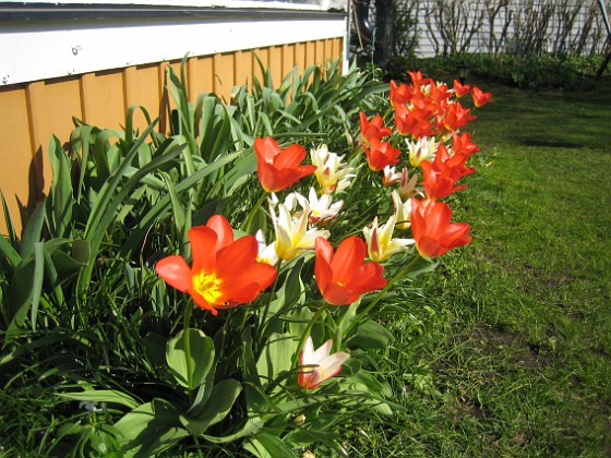 Tulpaner  
  
2011-04-24 051  
Granudden  
Färjestaden  
Öland