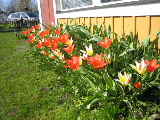 Tulpaner  
  
2011-04-24 054  
Granudden  
Färjestaden  
Öland