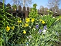 Påskliljor och Hyacinter  
  
2011-04-24 004