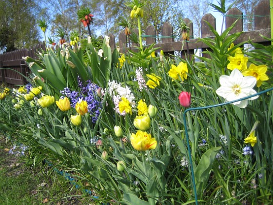 Tulpaner, Påskliljor, Kejsarkronor  
  
2011-05-01 IMG_0014  
Granudden  
Färjestaden  
Öland