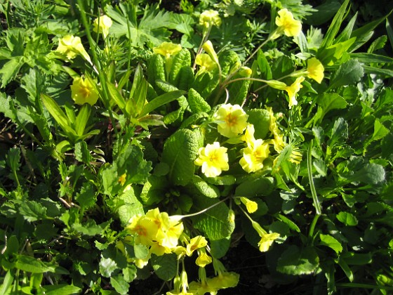 Primula