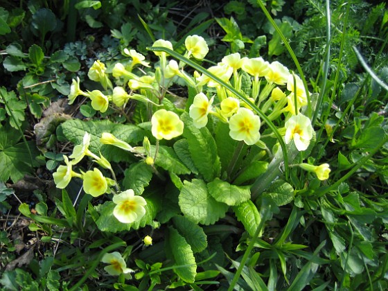 Primula {  } 