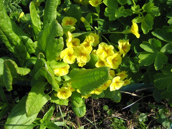 Primula 
