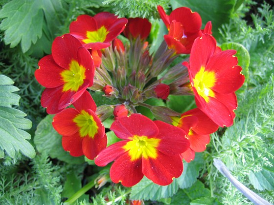 Primula