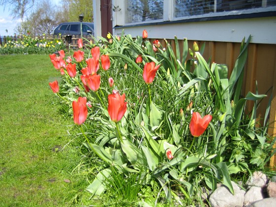 Tulpaner  
  
2011-05-01 IMG_0033  
Granudden  
Färjestaden  
Öland