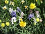 Hyacinter, Tulpaner, Påskliljor