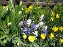 Hyacinter, Tulpaner, Påskliljor