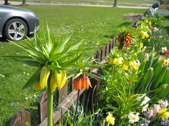 Kejsarkroina  
  
2011-05-07 IMG_0008  
Granudden  
Färjestaden  
Öland