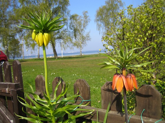 Kejsarkrona  
  
2011-05-07 IMG_0010  
Granudden  
Färjestaden  
Öland