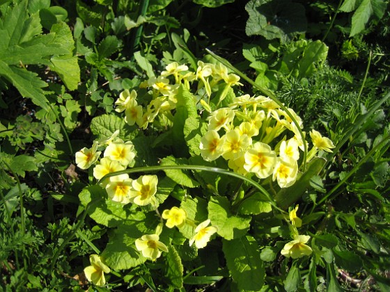 Primula {  } 