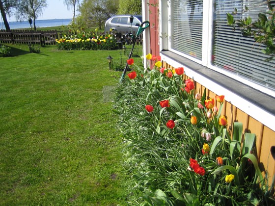 Tulpaner  
  
2011-05-07 IMG_0124  
Granudden  
Färjestaden  
Öland