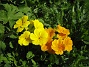 Primula  
  
2011-05-07 IMG_0024