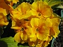 Primula