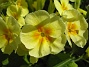 Primula