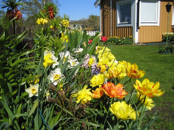 Tulpaner, Hyacinter, Kejsarkrona, Narcisser  
  
2011-05-08 IMG_0005  
Granudden  
Färjestaden  
Öland