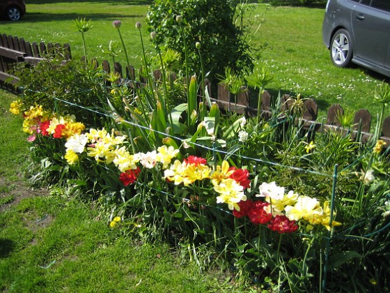 Staket, vänster 
Mina Tulpaner sjunger på sista versen. Nu vankas istället Pioner!