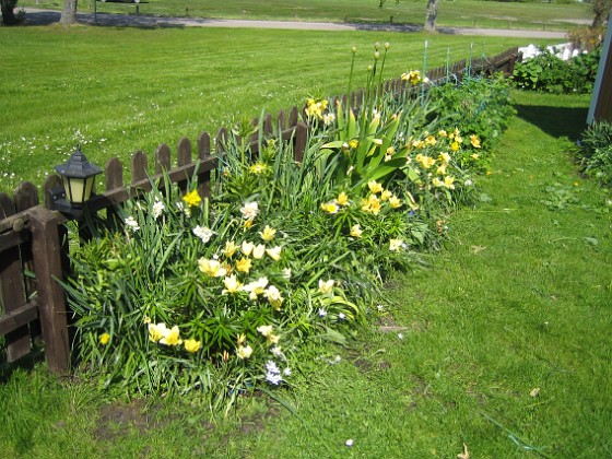 Staket, höger  
Narcisserna har gjort sitt. Nu syns endast lite vildtulpaner.  
2011-05-22 IMG_0002  
Granudden  
Färjestaden  
Öland